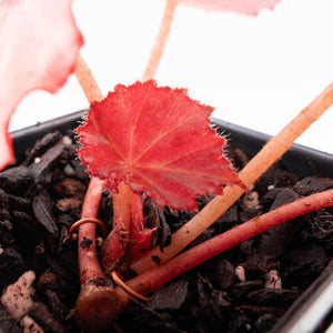 Begonia 'Rouge' pink variegated (wk30-UO)