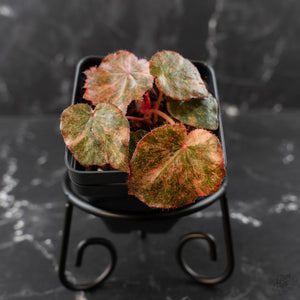 Begonia 'Rouge' Pink Variegated (wk41-U165)
