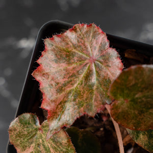Begonia 'Rouge' Pink Variegated (wk41-U165)