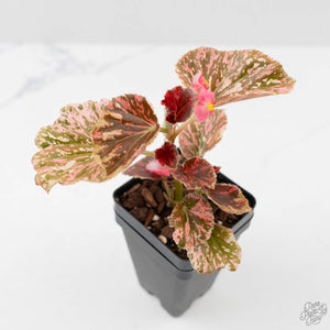 Begonia Semperflorens Pink Variegated (wk44-U197)