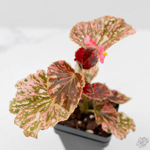 Begonia Semperflorens Pink Variegated (wk44-U197)