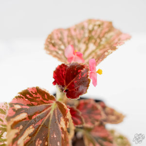 Begonia Semperflorens Pink Variegated (wk44-U197)