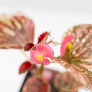 Begonia Semperflorens Pink Variegated (wk44-U197)