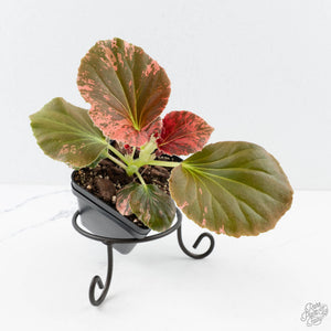 Begonia semperflorens pink variegated (wk28-UP)