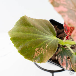 Begonia semperflorens pink variegated (wk28-UP)