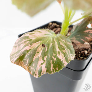 Begonia semperflorens pink variegated (wk28-UP)