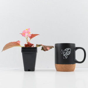 Begonia semperflorens pink variegated (wk35-U110)