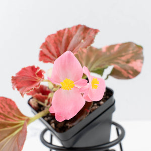Begonia semperflorens pink variegated (wk35-U110)