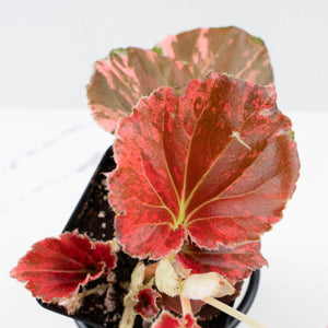 Begonia semperflorens pink variegated (wk35-U110)