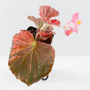 Begonia semperflorens pink variegated (wk35-U110)