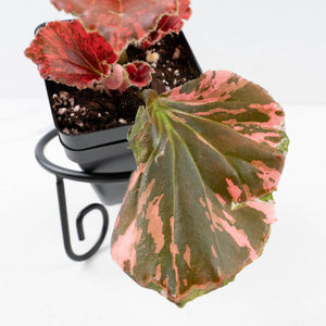 Begonia semperflorens pink variegated (wk35-U110)