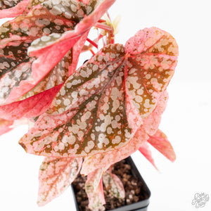 Begonia 'Snow Capped' Variegated (wk24-B)
