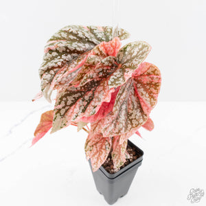 Begonia 'Snow Capped' Variegated (wk24-B)