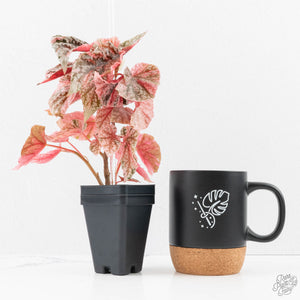 Begonia 'Snow Capped' Variegated (wk24-B)