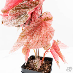 Begonia 'Snow Capped' Variegated (wk24-B)
