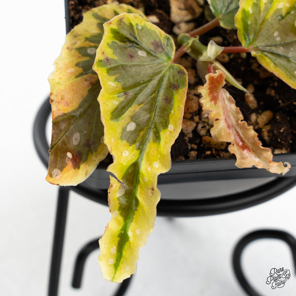 Begonia 'Dainty Spray' Sport Variegated (wk45-E)