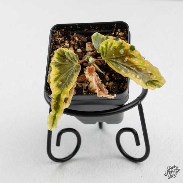 Begonia 'Dainty Spray' Sport Variegated (wk45-E)