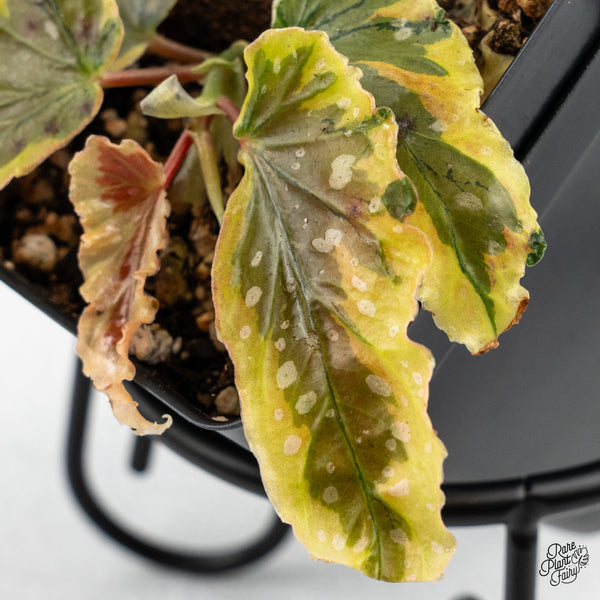 Begonia 'Dainty Spray' Sport Variegated (wk45-E)