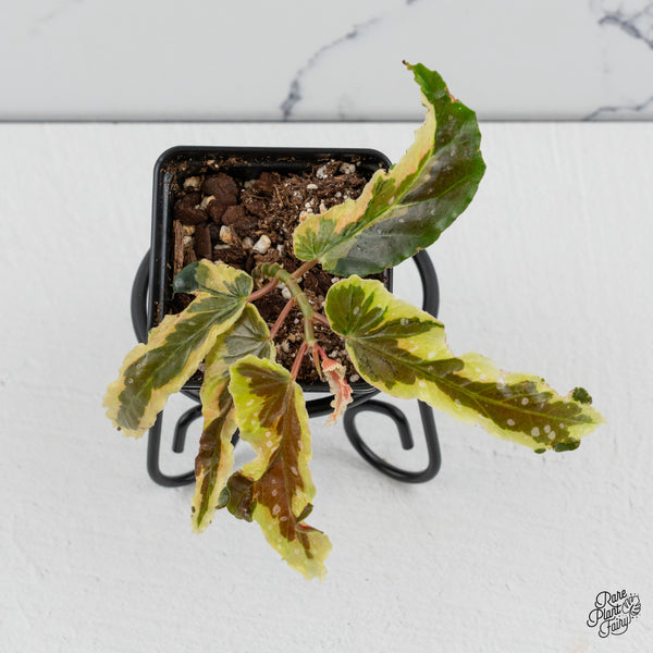 Begonia 'Dainty Spray' Sport Variegated (wk48-K)