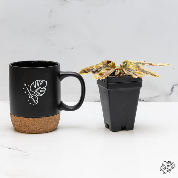 Begonia 'Dainty Spray' Sport Variegated (wk49-D)