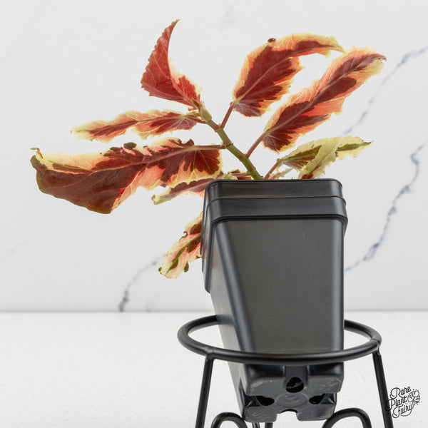 Begonia 'Dainty Spray' Sport Variegated (wk50-E)