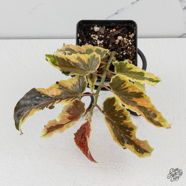Begonia 'Dainty Spray' Sport Variegated (wk50-E)