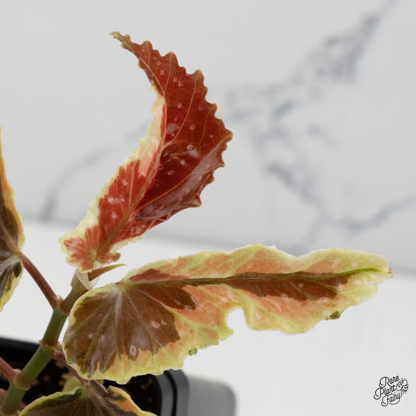 Begonia 'Dainty Spray' Sport Variegated (wk50-E)