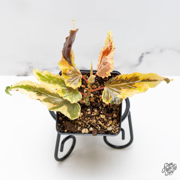 Begonia 'Dainty Spray' Sport Variegated (wk51-K)