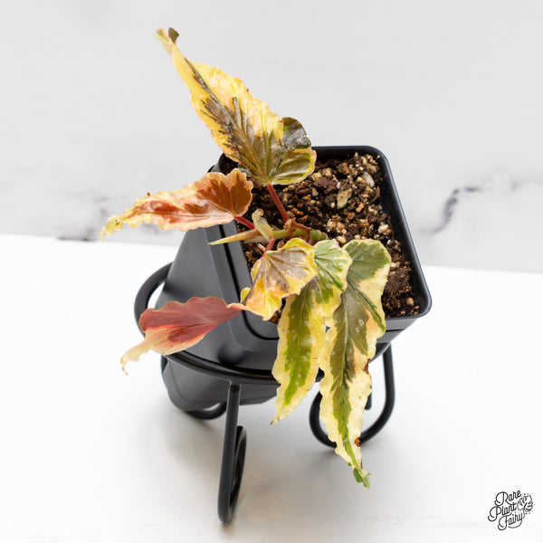 Begonia 'Dainty Spray' Sport Variegated (wk51-K)