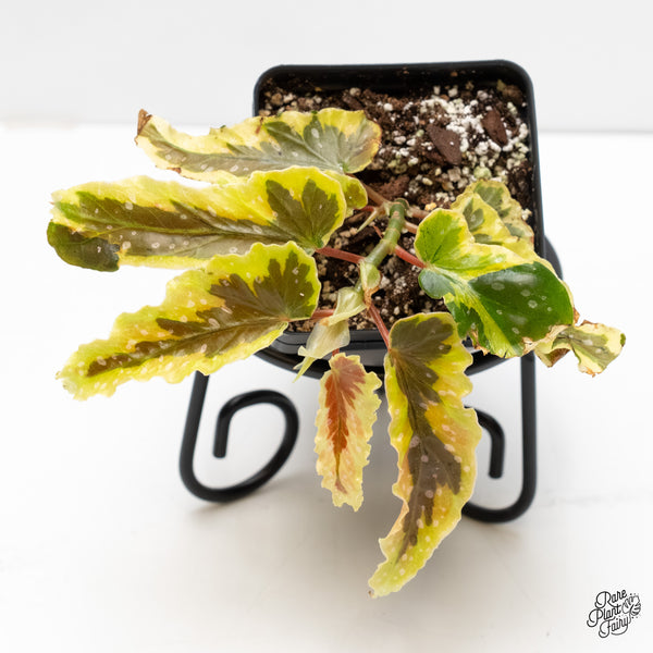 Begonia 'Dainty Spray' Sport Variegated (wk5-G)