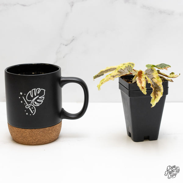 Begonia 'Dainty Spray' Sport Variegated (wk5-G)