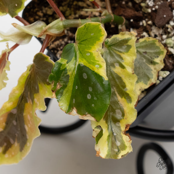 Begonia 'Dainty Spray' Sport Variegated (wk5-G)