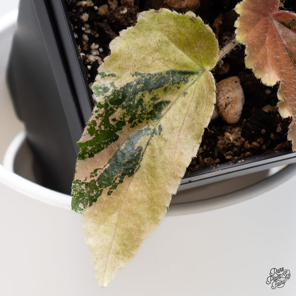 Begonia 'Ginny Galaxy' Variegated (wk36-B)
