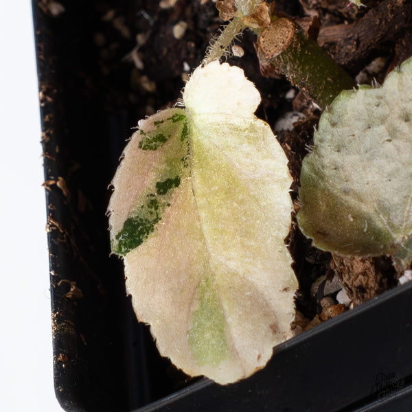 Begonia 'Ginny Galaxy' Variegated (wk36-B)