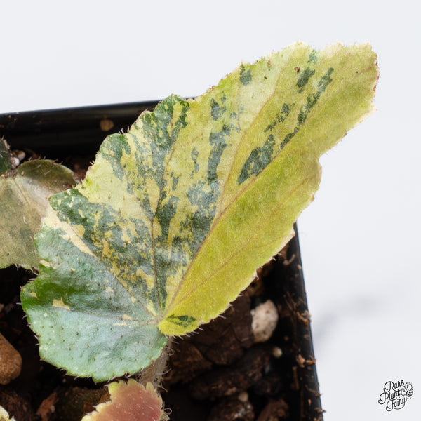 Begonia 'Ginny Galaxy' Variegated (wk36-B)