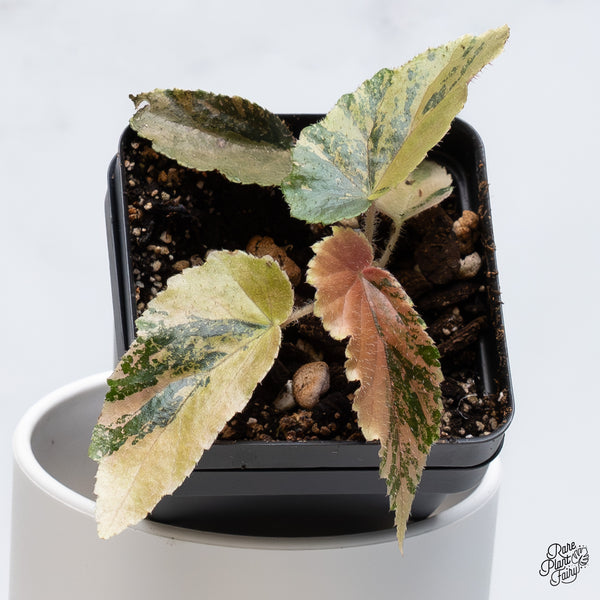 Begonia 'Ginny Galaxy' Variegated (wk36-B)