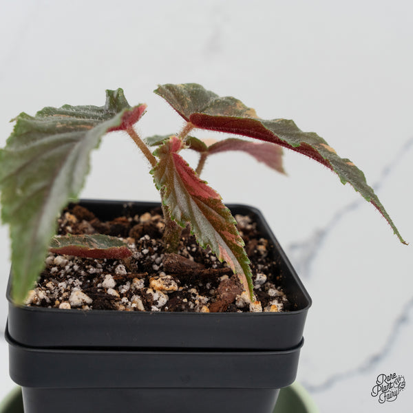 Begonia 'Ginny Galaxy' Variegated (wk37-C)