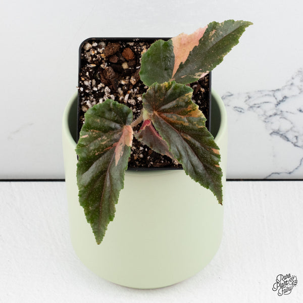 Begonia 'Ginny Galaxy' Variegated (wk37-C)