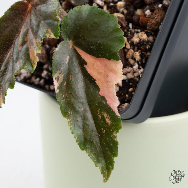 Begonia 'Ginny Galaxy' Variegated (wk37-C)