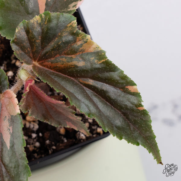 Begonia 'Ginny Galaxy' Variegated (wk37-C)