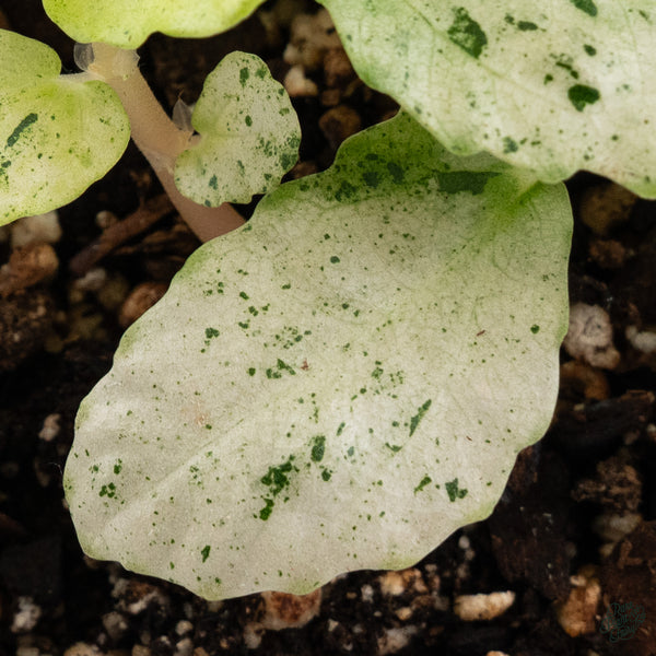 Begonia 'Peppermint' (wk34-G)