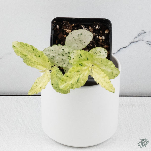 Begonia 'Peppermint' (wk34-G)