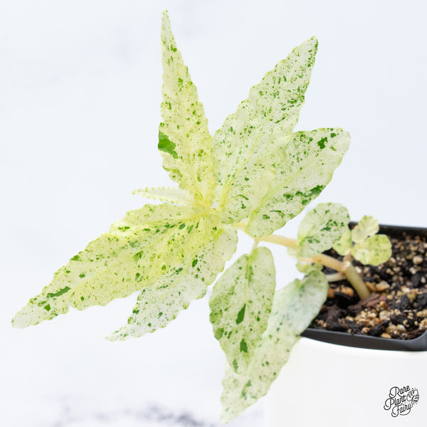 Begonia 'Peppermint' (wk36-A)