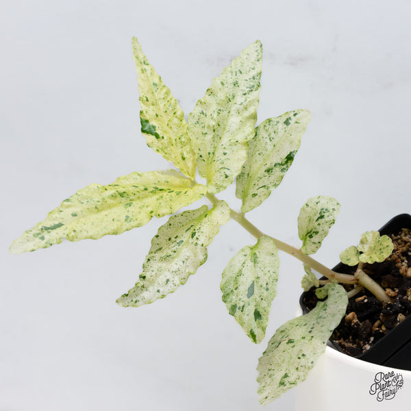 Begonia 'Peppermint' (wk36-A)