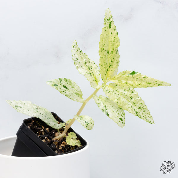 Begonia 'Peppermint' (wk36-A)