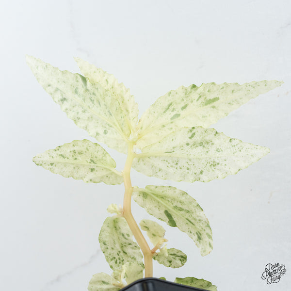 Begonia 'Peppermint' (wk37-A)