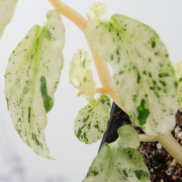 Begonia 'Peppermint' (wk37-A)