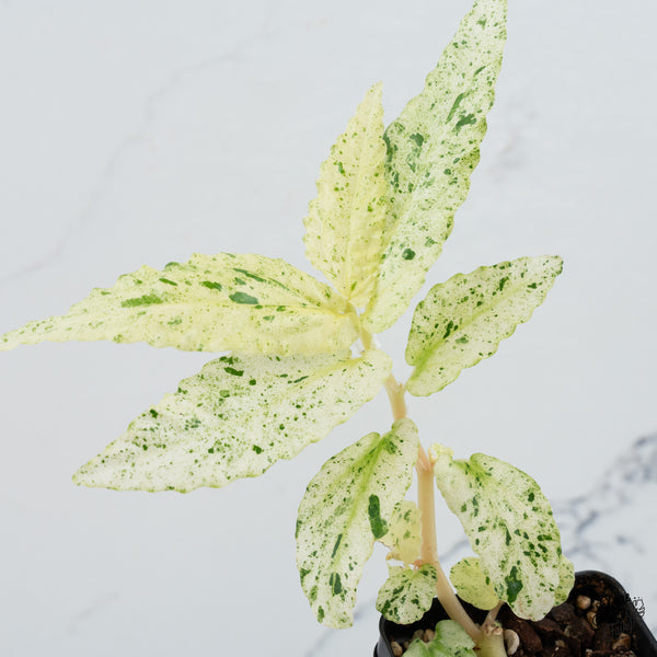 Begonia 'Peppermint' (wk37-A)