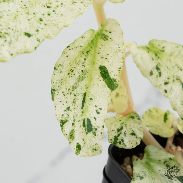 Begonia 'Peppermint' (wk37-A)