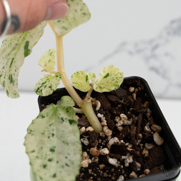 Begonia 'Peppermint' (wk37-A)